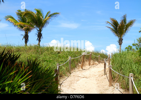 Miami Beach Florida, Ocean Drive, percorso per la spiaggia, palme, sabbia, dune protette, dune, FL120615025 Foto Stock