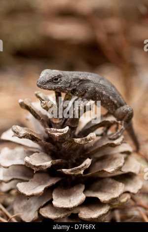 Fence bambino lucertola su un cono di pino - Sceloporus undulatus Foto Stock