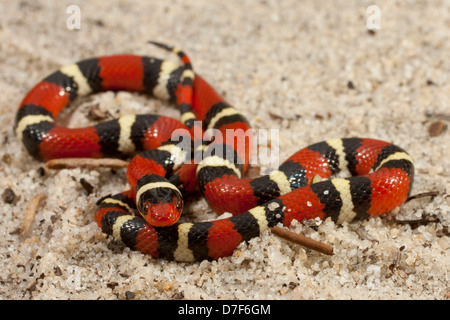 Vista ingrandita di un re scarlet snake in sabbia - Lampropeltis elapsoides Foto Stock
