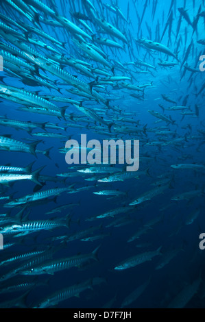 La scolarizzazione chevron barracuda, Sipadan, Sabah, Malaysia. Foto Stock