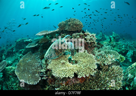 Tartaruga Verde in appoggio sul corallo, Sipadan, Sabah, Malaysia. Foto Stock