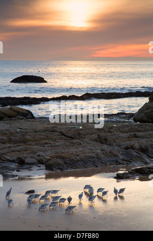 Tramonto al Crystal Cove parco statale, Newport Beach, Orange County, California. Foto Stock