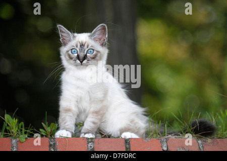 Sacred Birman kitten Foto Stock