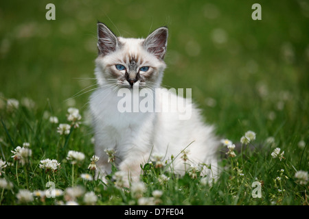 Sacred Birman kitten Foto Stock