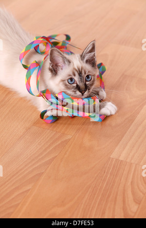 Sacred Birman kitten Foto Stock