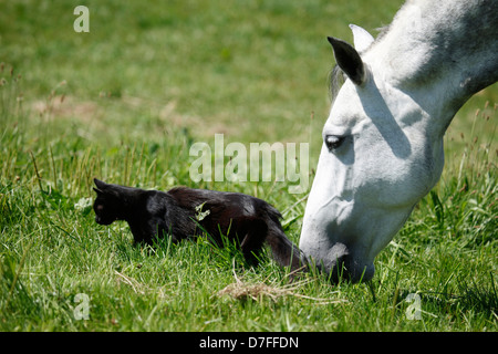 Pura Raza Española e cat Foto Stock