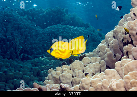 Golden butterflyfish (Chaetodon semilarvatus) nuoto sulla barriera corallina. Egitto, Mar Rosso. Mar Rosso endemica. Foto Stock