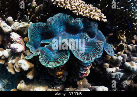 Il gigante scanalati clam (Tridacna squamosa) sulla barriera corallina. Maldive. Foto Stock