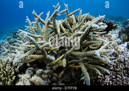 Corallo Acropora sulla barriera corallina. Maldive. Foto Stock