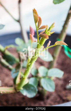 I germogli di Rose crescono su arbusti piantati in giardino Foto Stock