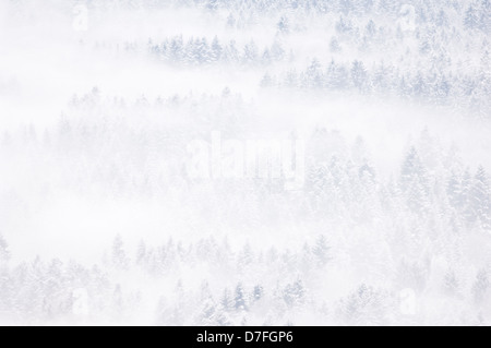 Vista su una coperta di neve pineta in inverno con la nebbia, Haute Savoie, Francia. Foto Stock