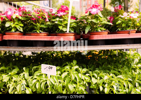 Vivaio fiori in piantatrici a Mauerpark domenica il mercato delle pulci, Berlino, Germania. Foto Stock