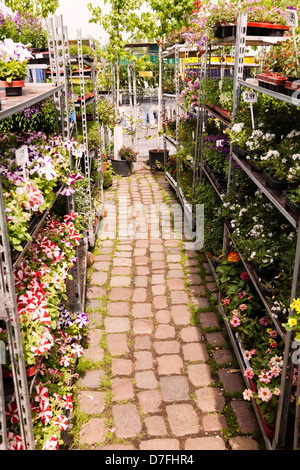 Vivaio fiori in piantatrici a Mauerpark domenica il mercato delle pulci, Berlino, Germania. Foto Stock