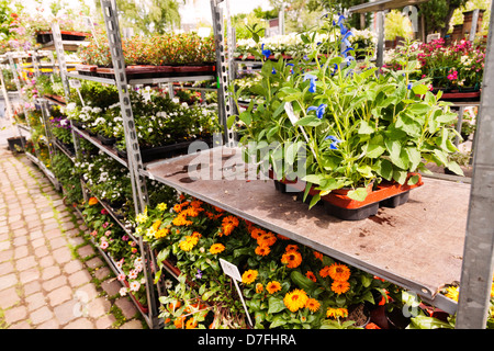 Vivaio fiori in piantatrici a Mauerpark domenica il mercato delle pulci, Berlino, Germania. Foto Stock