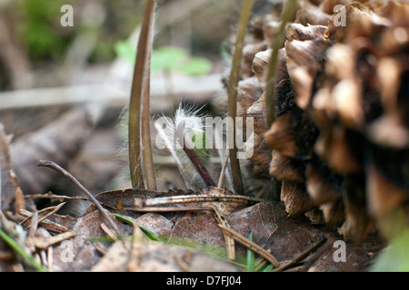 Nuovi impianti e personale precedente sul suolo della foresta in Kemeru Parco Nazionale della Lettonia Foto Stock