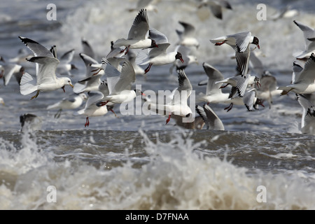 Mediterraneo (Larus melanocephalus), a testa nera, comune gabbiani NORFOLK REGNO UNITO GB Marzo 2013 Foto Stock