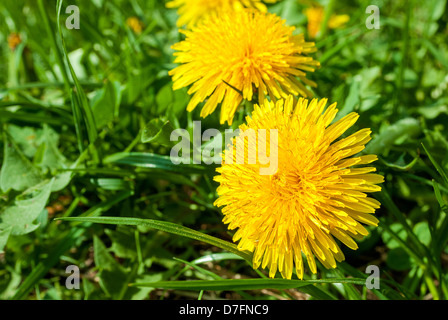 Close up di un giallo gruppo di tarassaco Foto Stock