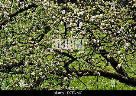 Apple tree blossoms (Malus sp.) Foto Stock