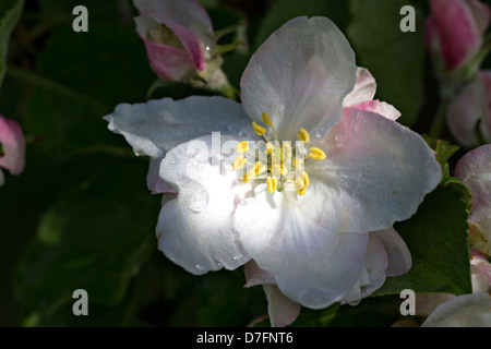 Apple tree blossoms (Malus sp.) Foto Stock