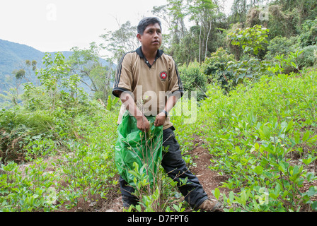 Coltivatore di foglie di coca in Yungas Foto Stock