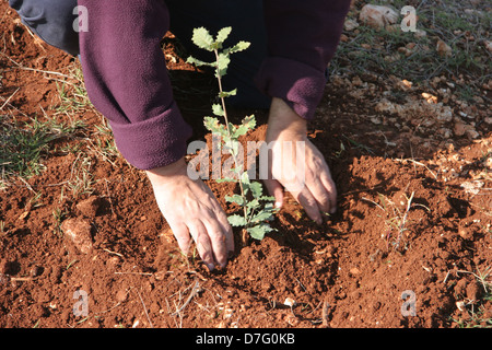 Piantare in tu bishvat Foto Stock