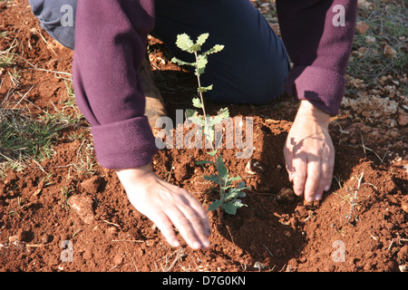 Piantare in tu bishvat Foto Stock