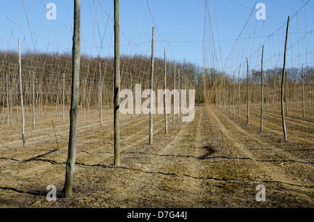 Giardini di luppolo nel Kent dopo stringing prima che il luppolo sono cresciuti Foto Stock