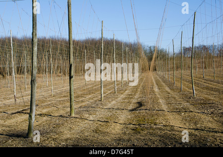 Giardini di luppolo nel Kent dopo stringing prima che il luppolo sono cresciuti Foto Stock