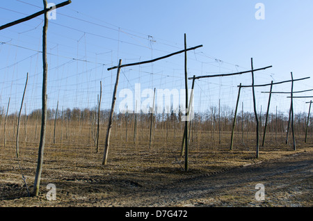 Giardini di luppolo nel Kent dopo stringing prima che il luppolo sono cresciuti Foto Stock