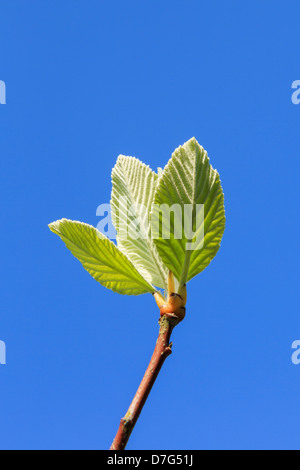 Foglie verdi su nuovi germogli contro un cielo blu in primavera. Concetto di speranza e ottimismo per la crescita e la ripresa future Foto Stock