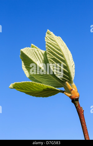 Foglie verdi su nuovi germogli contro un cielo blu in primavera Foto Stock