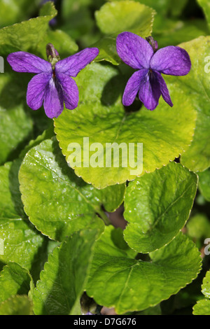 Dolce Mammola Viola odorata Foto Stock