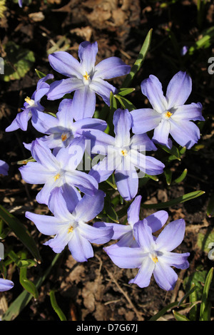 Gloria della neve Scilla luciliae Foto Stock