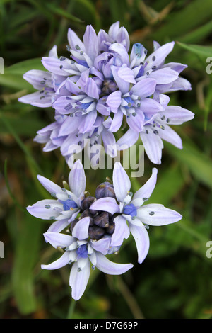 La molla Squill Scilla verna Foto Stock