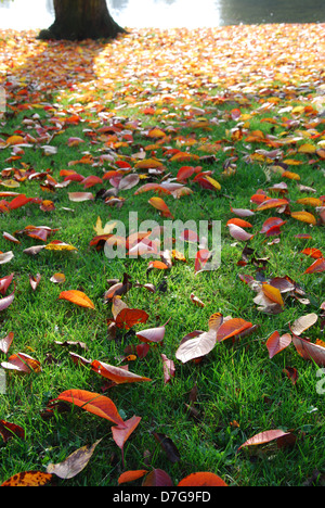 Foglie di autunno nel parco locale Roermond Paesi Bassi Foto Stock