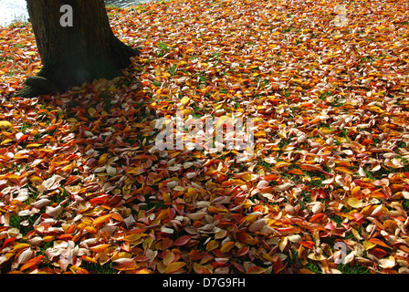 Foglie di autunno nel parco locale Roermond Paesi Bassi Foto Stock