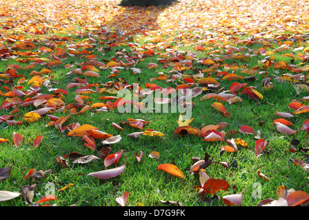 Foglie di autunno nel parco locale Roermond Paesi Bassi Foto Stock