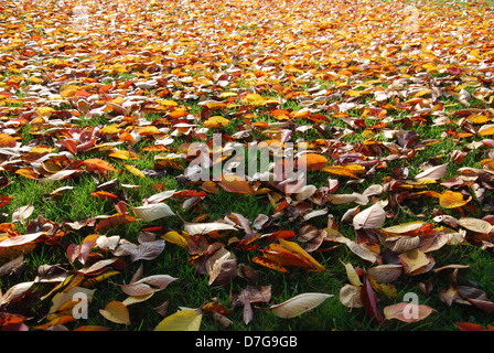 Foglie di autunno nel parco locale Roermond Paesi Bassi Foto Stock