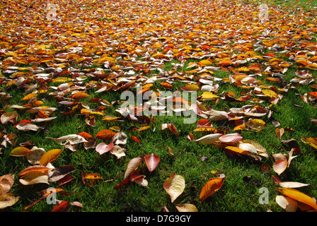 Foglie di autunno nel parco locale Roermond Paesi Bassi Foto Stock