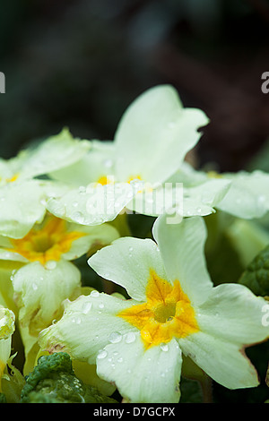 Primula vulgaris (Primula comune) con goccioline di acqua su alcuni petali Foto Stock