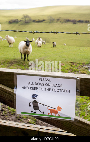 Mantenere il vostro cane sul segno di piombo imperniata ad un cancello vicino ad un sentiero accanto al bestiame di pecore e agnelli in un campo nelle zone rurali a Devon, Regno Unito Foto Stock