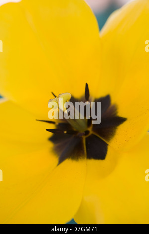 Tulipa. Golden Apeldoorn Tulip flower Foto Stock