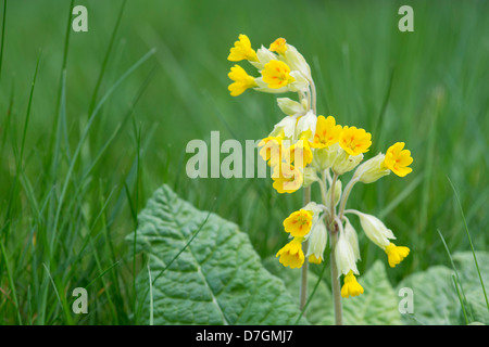 Primula veris. Cowslip fiore in erba Foto Stock