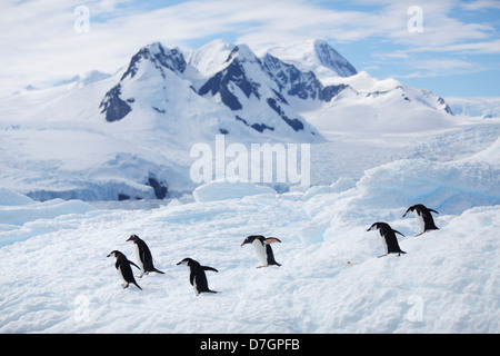 Pinguini Chinstrap (Pygoscelis antarcticus) e pinguini di Gentoo (Pygoscelis papua) Cierva Cove, Antartide. Foto Stock