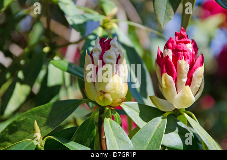 Boccioli di rododendro Foto Stock