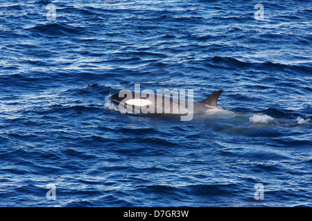 Tipo B Killer Whale, Gerlache Strait Antartide. Foto Stock