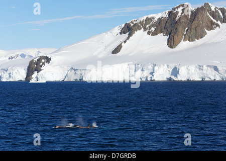 Tipo B Killer Whale, Gerlache Strait Antartide. Foto Stock