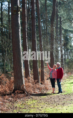 Coppia senior passeggiate nel bosco, Norfolk, Inghilterra Foto Stock