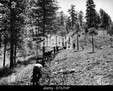 CCC enrollees essendo formati in linea antincendio costruzione vicino a Idaho City, Idaho Foto Stock