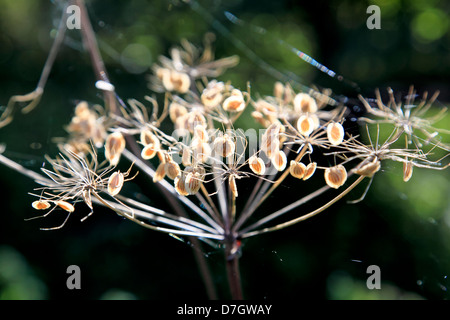 8873. Mucca Prezzemolo seme head. Kent, Regno Unito Foto Stock